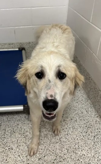 Shelter Stray Female Dog last seen Near North Avenue, Hapeville, GA, 1251 Fulton Industrial Blvd NW, Atlanta, GA 30336, USA