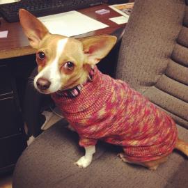 Shelter Stray Female Dog last seen Near Walrond, 64130, MO, 7077 Elmwood Ave, Kansas City, MO 64132, USA