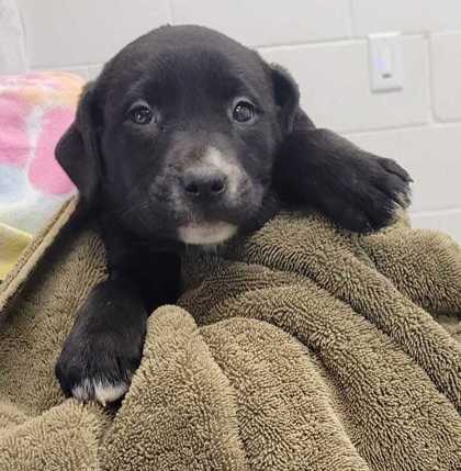 Shelter Stray Female Dog last seen W 16th St & Madison Ave, 64108, 64108, MO, 7077 Elmwood Ave, Kansas City, MO 64132, USA