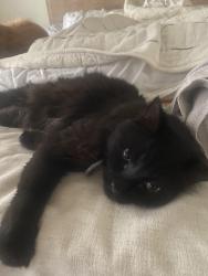 Lost Male Cat last seen Near Abington Lane, Raleigh, NC 27604