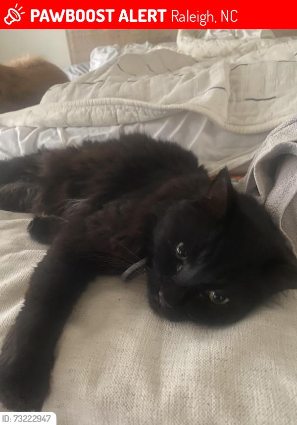 Lost Male Cat last seen Near Abington Lane, Raleigh, NC 27604
