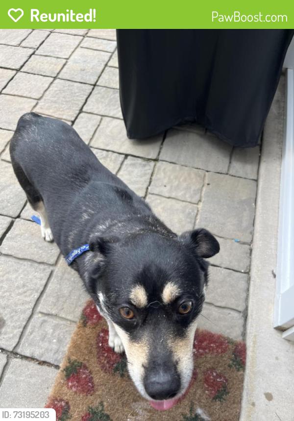 Reunited Male Dog last seen mosquera dr, Fayetteville, NC 28304