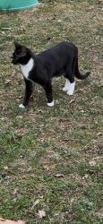 Lost Male Cat last seen Courthouse Road Elementary school, Spotsylvania County, VA 22553