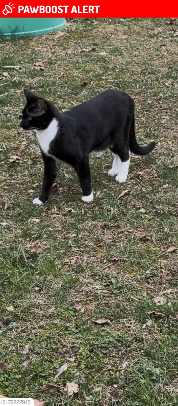 Lost Male Cat last seen Courthouse Road Elementary school, Spotsylvania County, VA 22553