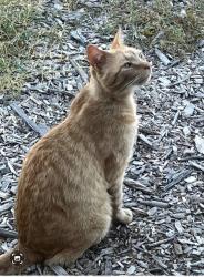 Lost Male Cat last seen Carmencita ave, Sacramento, CA 95829