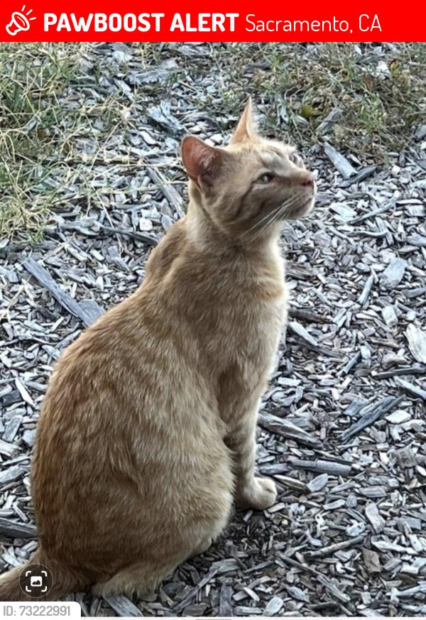 Lost Male Cat last seen Carmencita ave, Sacramento, CA 95829