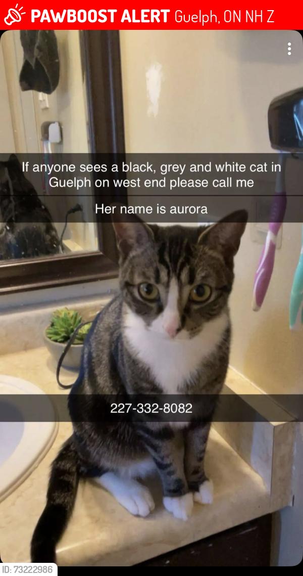 Lost Female Cat last seen Imperial Road north, Guelph, ON N1H 7Z9