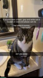 Lost Female Cat last seen Imperial Road north, Guelph, ON N1H 7Z9