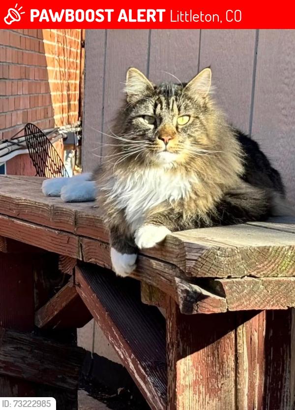 Lost Male Cat last seen Chatfield Ave and Kendal, Littleton, CO 80123