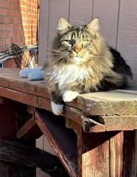 Lost Male Cat last seen Chatfield Ave and Kendal, Littleton, CO 80123