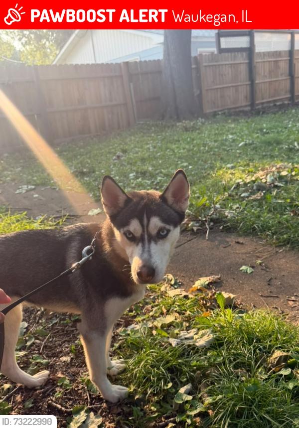 Lost Female Dog last seen Se perdido o rededor de las 6 de la tarde en lo que l saque a pasear salió corriendo y no la alcancé y de un momento a otro no la volvi a ver más deseo que vuelva a casa tiene 8 meses no muerde es muy tranquila y obediente se llama Kiara, Waukegan, IL 60085