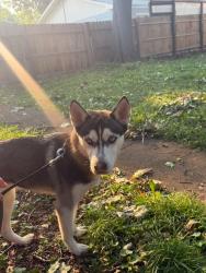 Lost Female Dog last seen Se perdido o rededor de las 6 de la tarde en lo que l saque a pasear salió corriendo y no la alcancé y de un momento a otro no la volvi a ver más deseo que vuelva a casa tiene 8 meses no muerde es muy tranquila y obediente se llama Kiara, Waukegan, IL 60085