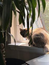 Reunited Female Cat last seen Ironwood at the Ranch apmt complex, Westminster, CO 80234