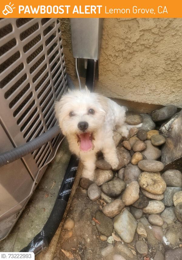 Found/Stray Male Dog last seen Bonita, San Miguel, Lemon Grove, CA 91945