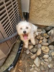 Found/Stray Male Dog last seen Bonita, San Miguel, Lemon Grove, CA 91945