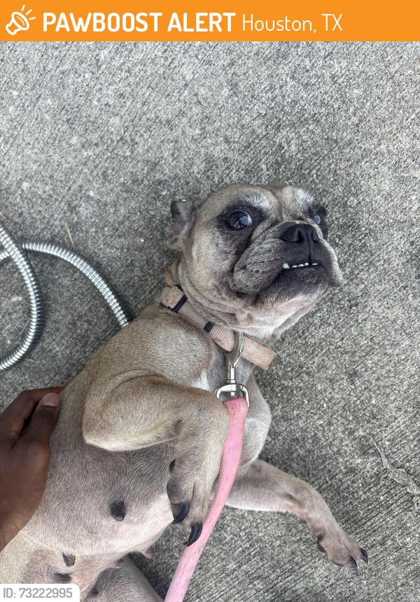 Found/Stray Female Dog last seen Evergreen Villas, Houston, TX 77044