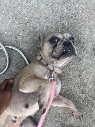 Found/Stray Female Dog last seen Evergreen Villas, Houston, TX 77044