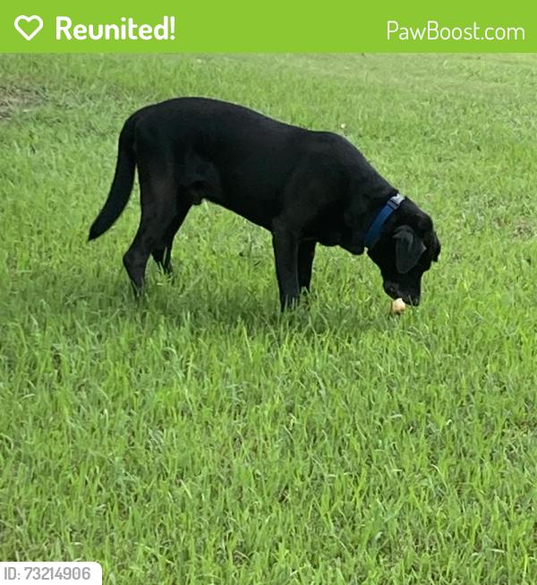 Reunited Male Dog last seen Demetropolis Rd, Mobile, AL 36693