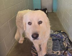 Shelter Stray Male Dog last seen Douglas N, Oceanside, CA, 92057, Oceanside, CA 92058, USA