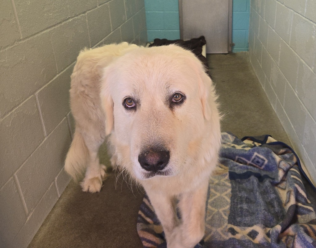 Shelter Stray Male Dog last seen Douglas N, Oceanside, CA, 92057, Oceanside, CA 92058, USA