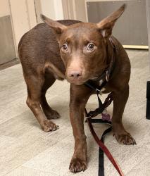 Shelter Stray Male Dog last seen Near Hart Drive, El Cajon, CA, 92021, 5500 Gaines St, San Diego, CA 92110, USA