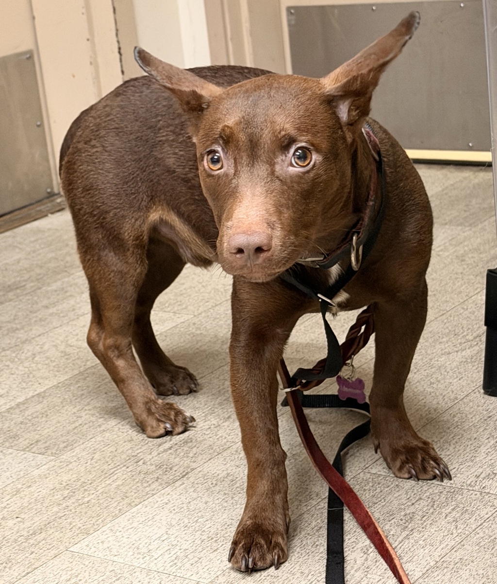 Shelter Stray Male Dog last seen Near Hart Drive, El Cajon, CA, 92021, 5500 Gaines St, San Diego, CA 92110, USA