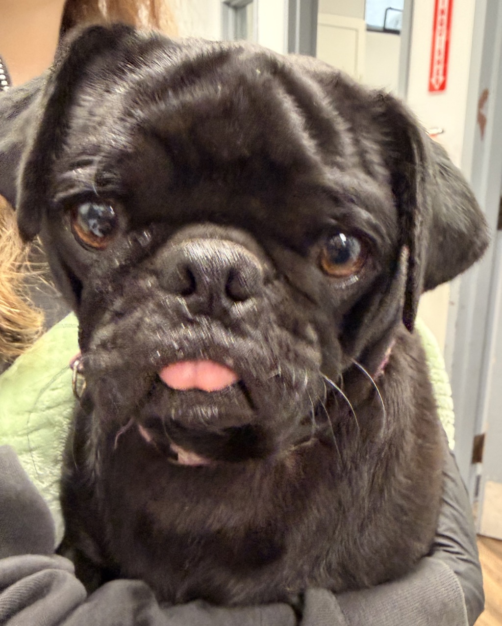 Shelter Stray Female Dog last seen Near Via De La Amistad, San Diego, CA, 92154, 5500 Gaines St, San Diego, CA 92110, USA