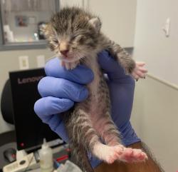 Shelter Stray Male Cat last seen Near Kelly Street, San Diego, CA, 92111, 5500 Gaines St, San Diego, CA 92110, USA