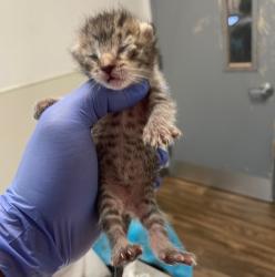 Shelter Stray Female Cat last seen Near Kelly Street, San Diego, CA, 92111, 5500 Gaines St, San Diego, CA 92110, USA