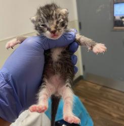 Shelter Stray Male Cat last seen Near Kelly Street, San Diego, CA, 92111, 5500 Gaines St, San Diego, CA 92110, USA