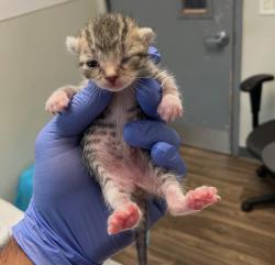 Shelter Stray Female Cat last seen Near Kelly Street, San Diego, CA, 92111, 5500 Gaines St, San Diego, CA 92110, USA