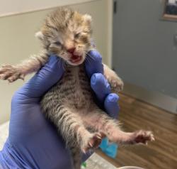 Shelter Stray Female Cat last seen Near Kelly Street, San Diego, CA, 92111, 5500 Gaines St, San Diego, CA 92110, USA