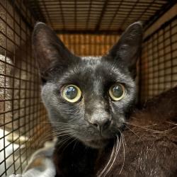 Shelter Stray Male Cat last seen E Grand Avenue, DES MOINES, IA, 50313, Des Moines, IA 50313