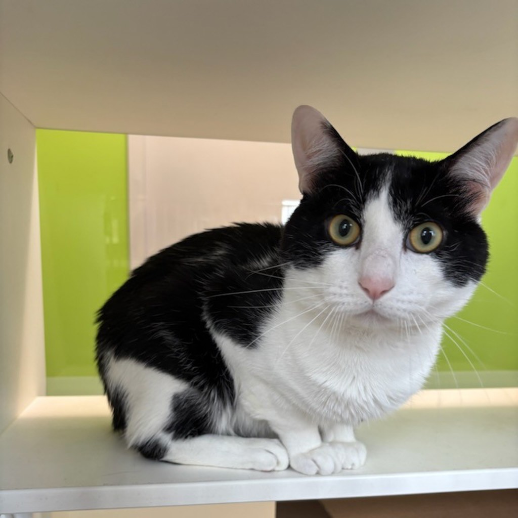 Shelter Stray Male Cat last seen Near Parkridge Avenue, Pleasant Hill, IA, 50327, Des Moines, IA 50313