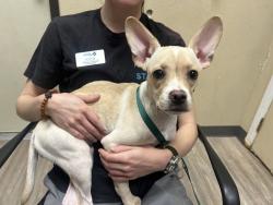 Shelter Stray Female Dog last seen Near Timber Cove Way, Oceanside, CA, 92058, Oceanside, CA 92058, USA