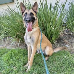 Shelter Stray Male Dog last seen Near Gleason Dr, DUBLIN, CA, 94568, 8323 Baldwin St, Oakland, CA 94621, USA