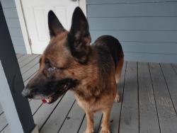Lost Male Dog last seen Avenue B and Dundas CT., Fort Pierce, FL 34950