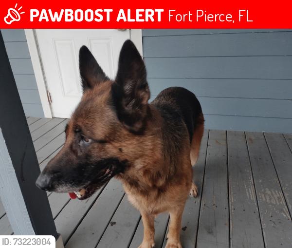 Lost Male Dog last seen Avenue B and Dundas CT., Fort Pierce, FL 34950