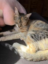 Lost Female Cat last seen La presa, Spring Valley, CA 91977