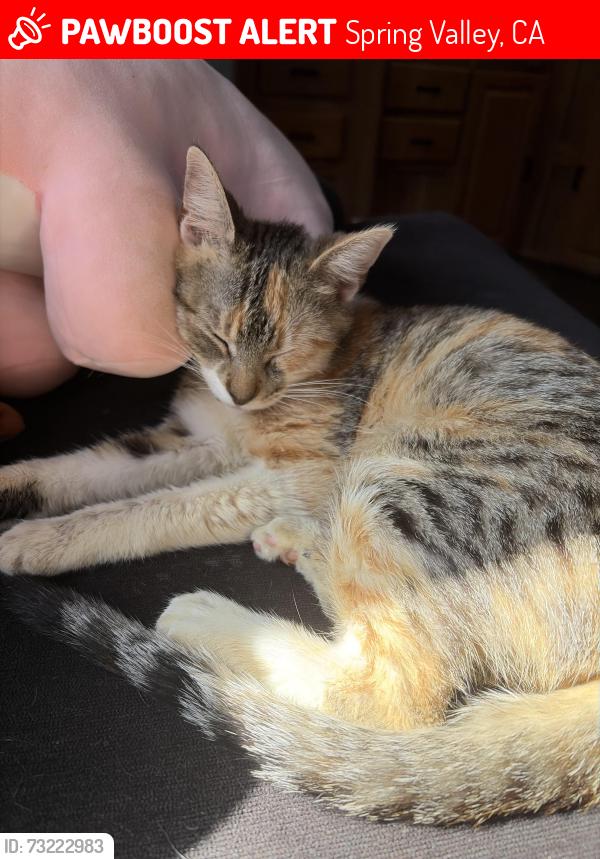 Lost Female Cat last seen La presa, Spring Valley, CA 91977