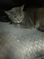 Found/Stray Unknown Cat last seen Trip, Medford, OR 97504