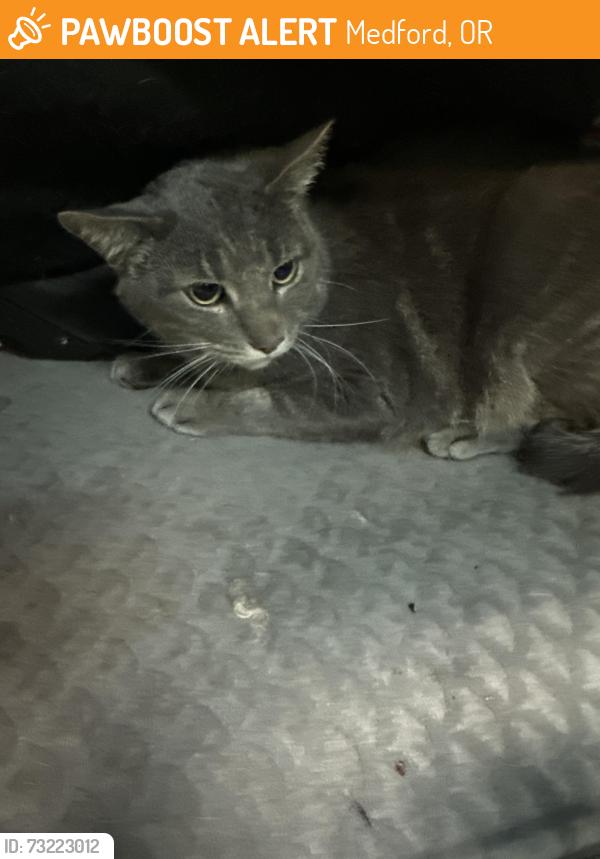 Found/Stray Unknown Cat last seen Trip, Medford, OR 97504
