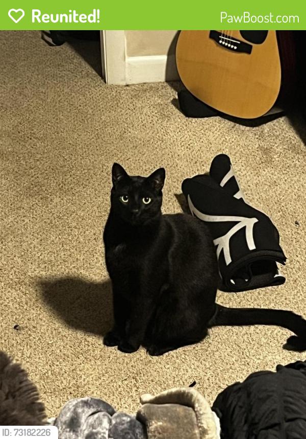 Reunited Male Cat last seen lucy road & pauline road, Kingsport, TN 37660
