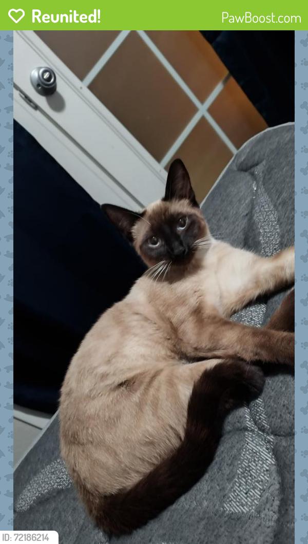 Reunited Female Cat last seen Charleston and Jones, Las Vegas, NV 89107