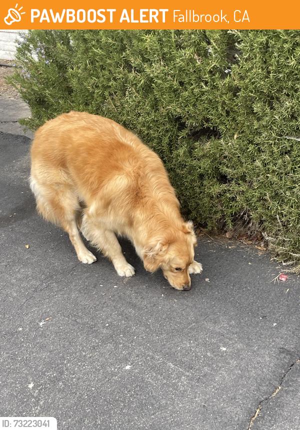 Found/Stray Unknown Dog last seen Near Sleeping Indian Rd Fallbrook CA, Fallbrook, CA 92088