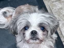 Lost Female Dog last seen Near Scottshill, Lawndale,Broadway, San Antonio, TX 78209