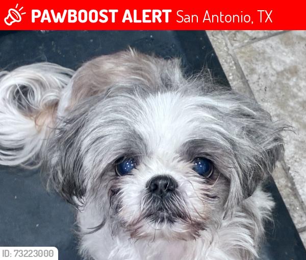 Lost Female Dog last seen Near Scottshill, Lawndale,Broadway, San Antonio, TX 78209