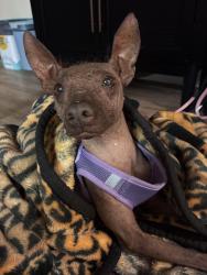 Reunited Female Dog last seen Bristol / elighton / kingston, Chino Hills, CA 91709