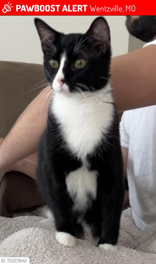 Lost Male Cat last seen Day lily lane and interstate dr, Wentzville, MO 63385