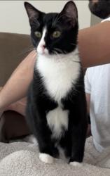 Lost Male Cat last seen Day lily lane and interstate dr, Wentzville, MO 63385